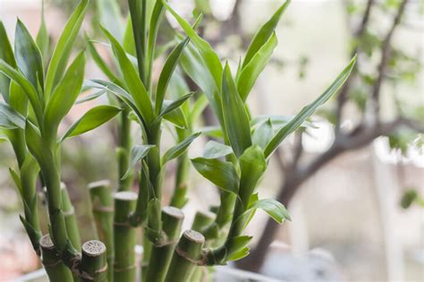 尖葉植物風水|風水植物｜不只富貴竹！7款招財/招桃花植物推介+不可不知風水 